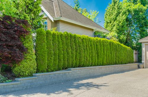 Benefits of Fast Growing Trees for Privacy