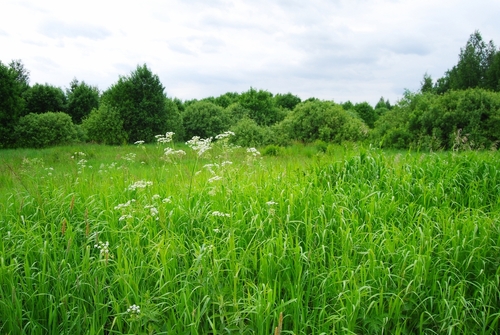 Clearing Vegetation