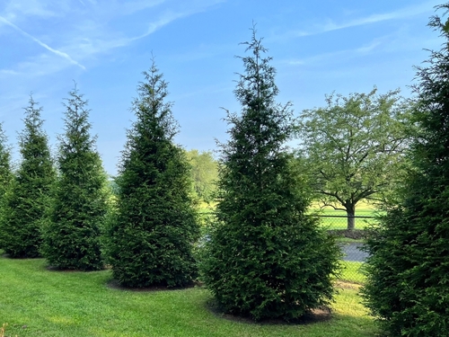 Evergreen Trees for Privacy