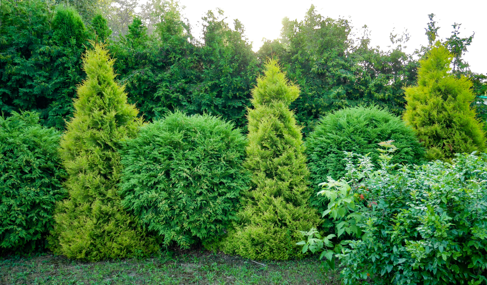 Fast Growing Trees for Privacy: Best Varieties for Quick Seclusion