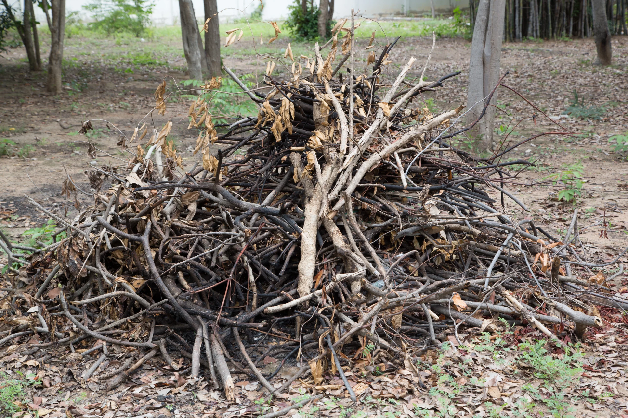 How to Dispose of Tree Branches: Safe and Sustainable Methods