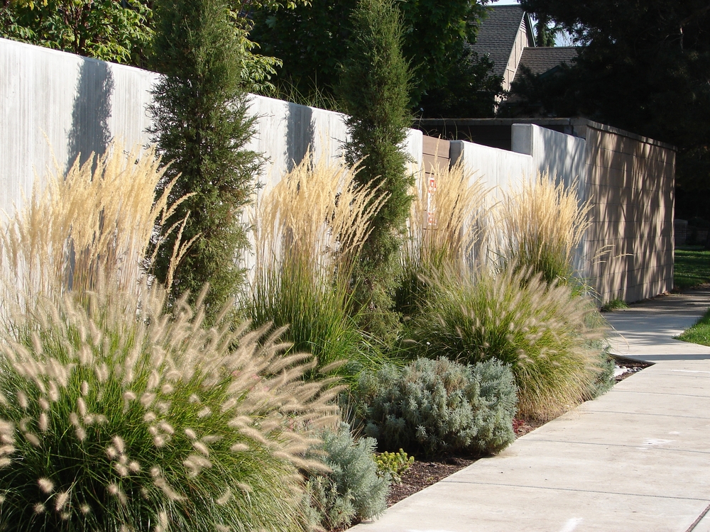 How to Xeriscape Your Yard: A Guide to Eco-Friendly Landscaping