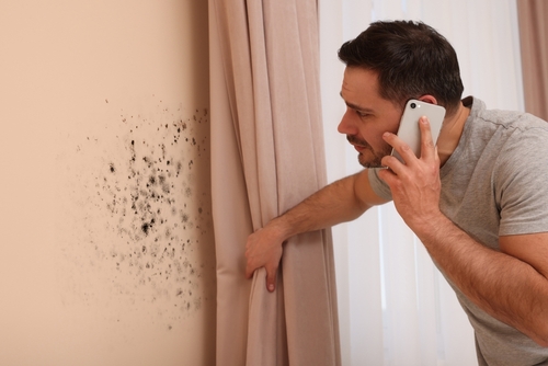 Identifying Mold in Your Home