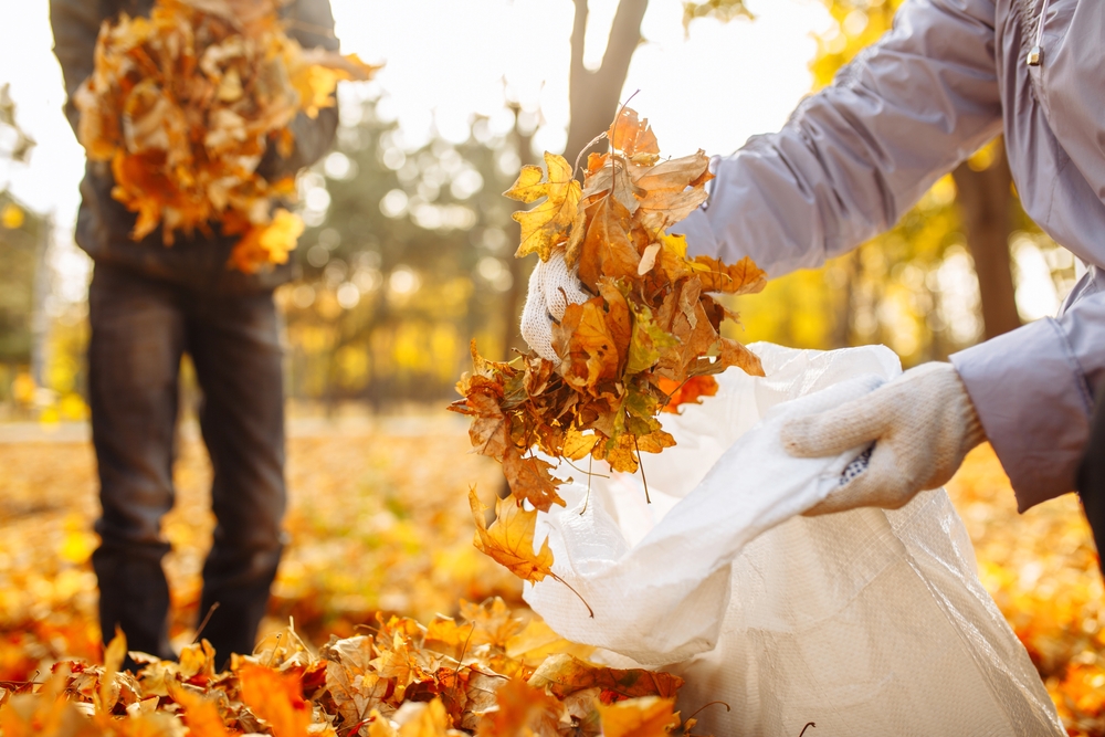 Landscape Cleanup: Essential Tips for a Pristine Yard - Waste Removal USA