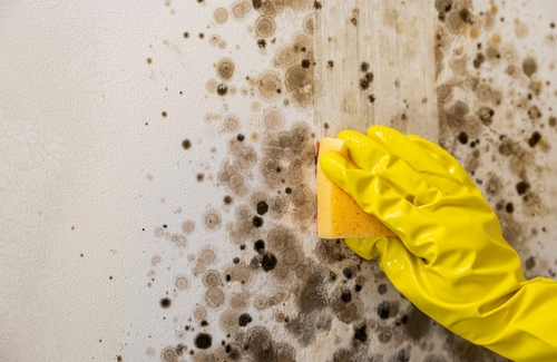 Mold Removal Techniques