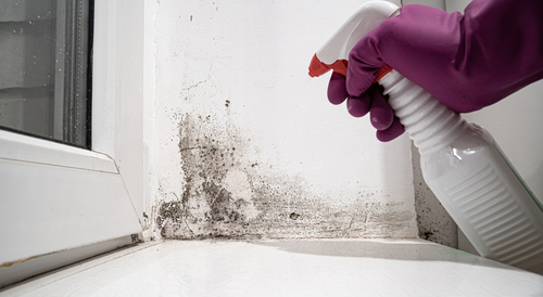 Mold in Walls Prevention