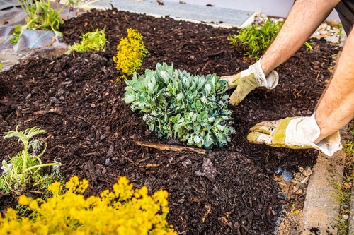 Mulching and Soil Care