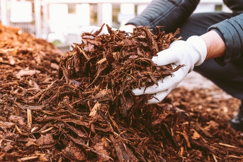 The Importance of Mulch Removal