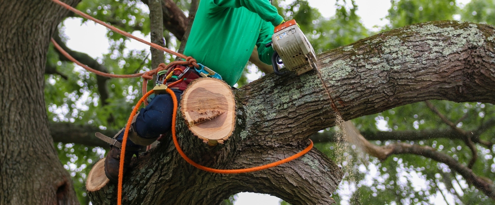 Tree Branch Removal: Ensuring Safety and Tree Health