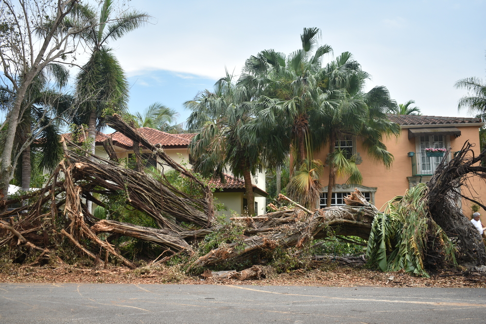 Tree Debris Removal: Essential Steps for a Clean and Safe Landscape