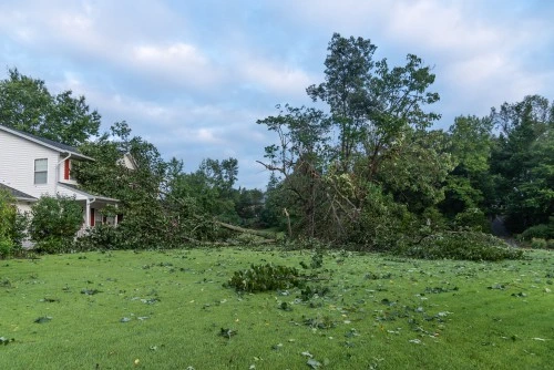 Tree Debris Removal in Brookhaven, GA
