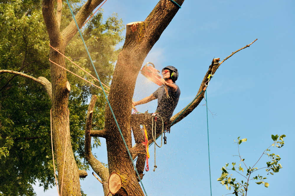 Tree Limb Removal: Essential Tips for Safe and Efficient Pruning