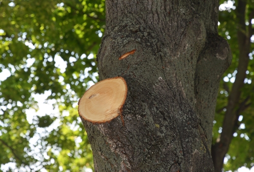 Understanding Tree Limb Removal