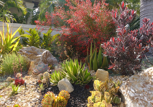 Xeriscape Your Yard
